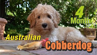 Australian Cobberdog Labradoodle MIA  4 Monate alt [upl. by Allare]