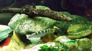 Dwarf Green Pike Cichlid Crenicichla Compressiceps [upl. by Anaele]