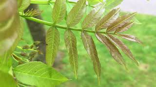 Common ash Fraxinus excelsior  leaves close up  May 2018 [upl. by Moriah]