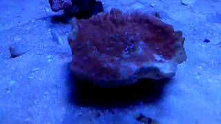 Coral Bleaching of a Orange Montipora Cap [upl. by True803]