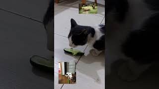 Gato comiendo pepino [upl. by Notlehs]