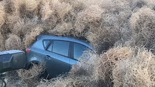 Huge tumbleweeds bury cars and close motorway [upl. by Xonel]