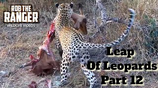 Leap Of Leopards Mother And Cubs 12 Impala Provides A Meal [upl. by Anires]