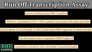 Run Off Transcription Assay [upl. by Helge]