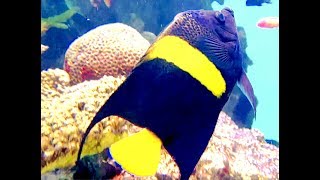 アラビアンエンジェルフィッシュ、アラビアンエンゼルフィッシュ、アズファー Arabian angelfish Pomacanthus asfur [upl. by Bendick]