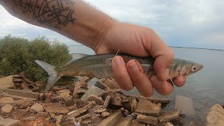 Fishing Carnarvon Garfish Bream fishing bream garfishing fish breamfishing [upl. by Cavuoto277]