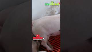 Cerdos de raza Landrace en Villa Rica pig porcicultura villarica ganaderia [upl. by Sonny313]