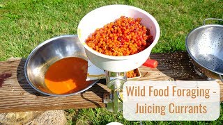 Tiny House Cooking  Foraging Wild Currant into Juice [upl. by Weir]