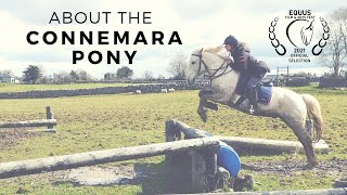 About the Connemara Pony Official Selection Equus Film Festival [upl. by Mixam]