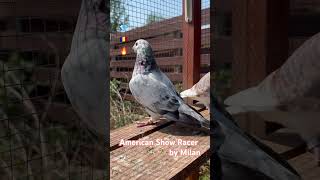 American Show Racer pigeon ASR Pigeon by Milan Domnești România 🇷🇴 [upl. by Oilejor]