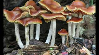 Psilocybe Cyanescens  Wavy Cap  Magic Mushrooms [upl. by Carrol]