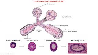 Glandular tissue  Histology Salivary glands Parotid submandibular amp sublingual [upl. by Anemolihp594]