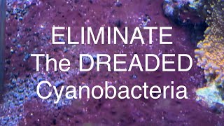 Eliminate The Dreaded Cyanobacteria  Resolve and Prevent Cyano Algae Saltwater Coral Reef Aquarium [upl. by Salis583]