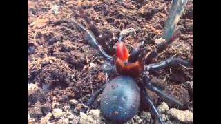 Rare funnelweb spider striking [upl. by Ferdinande]