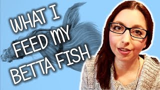 Feeding Betta Fish What I Currently Feed My Betta Fish [upl. by Eiduj]