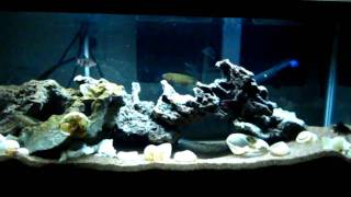 20g long Telmatochromis sp quotOrange Scribblesquot and Black ruby barb tank [upl. by Neiht697]