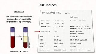 Lymphocytes  Function Low High Causes [upl. by Yednil756]