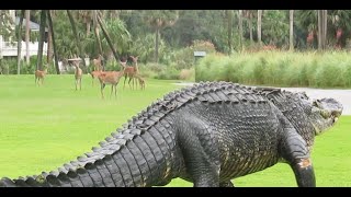 Massive alligator takes casual stroll through South Carolina golf course [upl. by Engleman16]