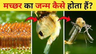 मच्छर का जीवन चक्र  Mosquito Life Cycle Video  Life Cycle Of Mosquito In Hindi  Machhar Ka Janm [upl. by Langelo67]