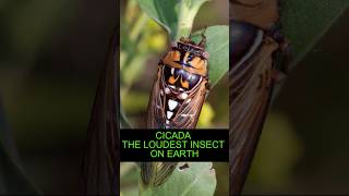 Cicada The Loudest Insect On Earth [upl. by Corrianne]