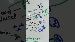 IMMUNITYNEUTROPHILS MACROPHAGES 👍🏻easy biology [upl. by Andrade]