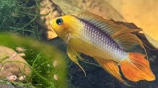 Fish Breeding Room Update  Apistogrammas Plecos Rainbowfish [upl. by Nivre870]