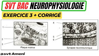 SVT Bac Neurophysiologie Plaque motrice et synapse neuroneuronique  Exercice 3  corrigé [upl. by Japeth242]