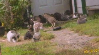 Feral cats out of control in Killingly [upl. by Notwen338]