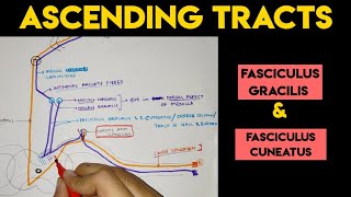 Ascending Tracts  Spinothalamic Tract [upl. by Jennifer]