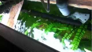 Surface agitation in a planted tank [upl. by Bisset]