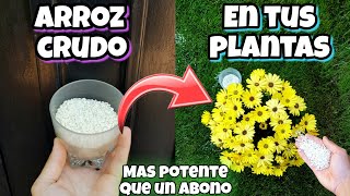 ENTIERRA ARROZ CRUDO en tus Plantas y me darás las Gracias Huerta urbana en casa y jardín [upl. by Atem]