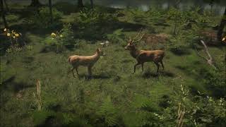 Natural Instincts European Forest  Narrative Trailer [upl. by Nairdna]