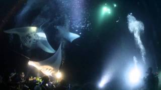 Kona Manta Ray Night Dive [upl. by Aihsot]