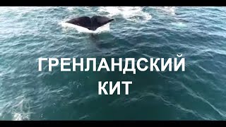 BOWHEAD WHALE ГРЕНЛАНДСКИЙ КИТ [upl. by Eisdnyl]