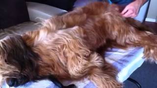 Briard grooming 2 of 2 [upl. by Erskine]