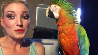 Head Bobbing  Why Some Parrots Do It [upl. by Lydia]