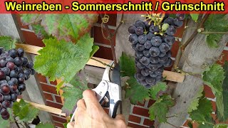 Weinreben schneiden amp ausputzen im Sommer Weinrebe Sommerschnitt  Grünschnitt Anleitung [upl. by Annadiane]