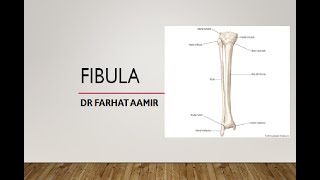 Fibula Anatomy [upl. by Mastrianni623]