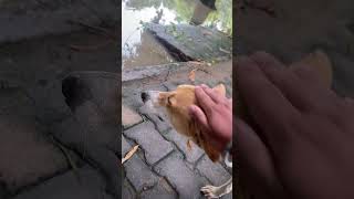 Dog is whistling or winning 🐕 flies catcher dog animals cute fighter viralvideo viralshorts [upl. by Yelnik]