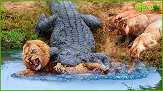 OMG Lion Was Attacked And Killed By A Crocodile Right In Its Territory What Happens Next [upl. by Balcke]