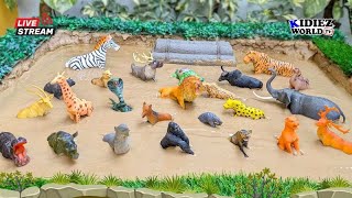 Forest Animals in the Mud with Amazing Greenland Animals  Fun Learning Live Stream for Kids [upl. by Eirret]