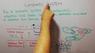 CVS physiology 92Role of lymphatics in controling interstitial proteins amp interstitial fluid volume [upl. by Nanyt]