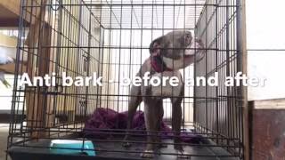 Stop a dog from barking  separation anxiety  The effects of remote collar correction [upl. by Budwig389]