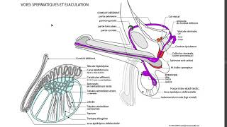 TESTICULES ET VOIES SPERMATIQUES [upl. by Kevina]