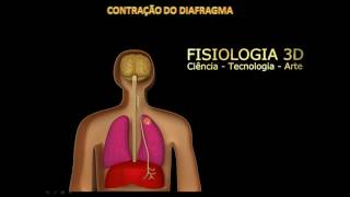 FISIOLOGIA RESPIRATÓRIA [upl. by Chara]