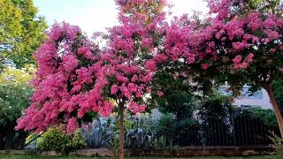 LAGERSTROEMIA dalle fantastiche fioriture [upl. by Creigh358]