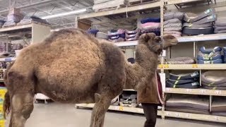 Camel Walks Into Pet Store [upl. by Aihsem13]