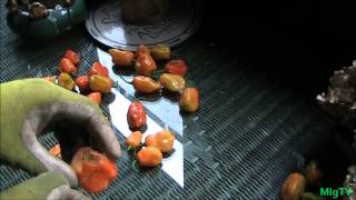 Simplest Method For Stringing Peppers [upl. by Beisel563]