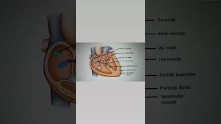 Conduction system of heart ll Quick revision of conduction system of heartheart nursingscience [upl. by Notsirt]