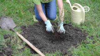 Ask an Arborist How do I Plant Bareroot Trees [upl. by Stieglitz]